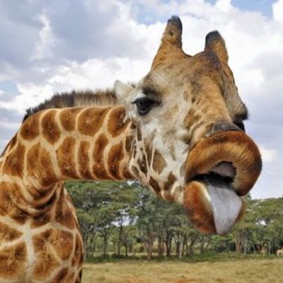 Profile Picture of Michael Dionisio (@Milopogi123) on Twitter