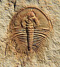 Profile Picture of Pioche Shaleon Wikipedia
