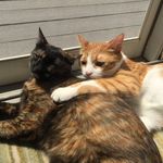 Profile Picture of Catio Cottage (@catiocottage) on Instagram