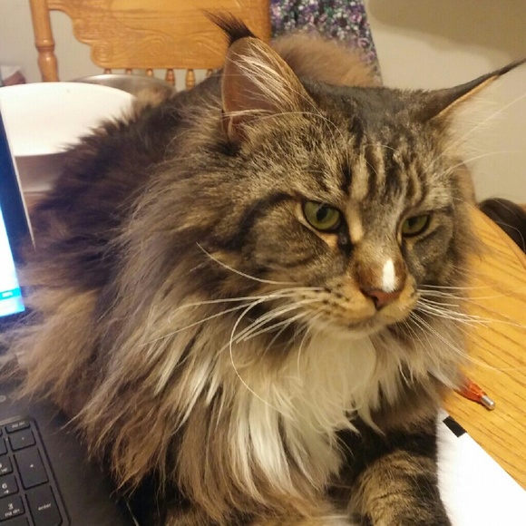 Profile Picture of Deb Charter (@nursecharter) on Poshmark