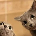 Profile Picture of Sean Chee (@noseanbadsean) on Instagram