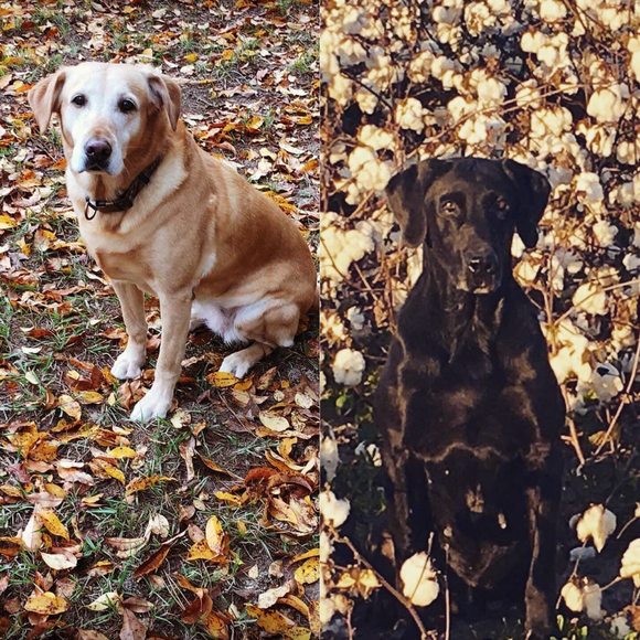 Profile Picture of Anja Walters (@nicholsnake) on Poshmark