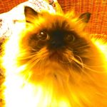 Profile Picture of Adham Tamer Soudan (@adhamtamerhussien) on Instagram