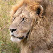 Profile Picture of Joe Cardwell (@joecardwell1632) on Youtube