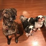 Profile Picture of Holly, Gracie, and Buster (@kfamilydoggies) on Instagram