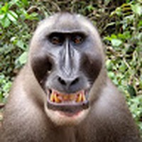 Profile Picture of Dylan Broderick 75 (student) (@dylan-broderick-75-student) on Quora