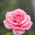 Profile Picture of Akthar Ahmed (@akthar.ahmed.1800) on Facebook
