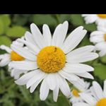Profile Picture of Giulia Draghi (@giulia_draghi) on Instagram