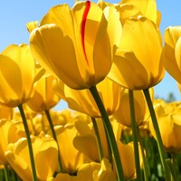 Profile Picture of Daniel Yoseph (@daniel-yoseph-1) on Quora