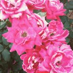 Profile Picture of Janna Graham Smith (@momma_j1104) on Instagram