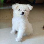 Profile Picture of __max_ritter__ 🐶🐾 (@__max_11) on Instagram