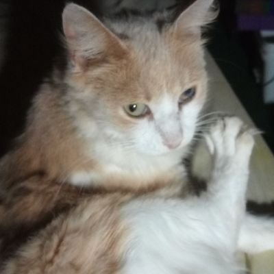 Profile Picture of Richard Gibby (@RichardGibby8) on Twitter