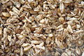Profile Picture of Brewer's spent grainon Wikipedia
