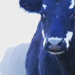 Profile Picture of Meyer Cattle (@cori_meyer99) on Instagram
