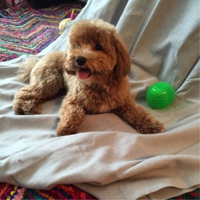 Profile Picture of Paul M Schwartz (@kingpauly) on Twitter