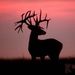 Profile Picture of Hailey Sharp (@leftee22) on Pinterest