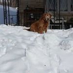 Profile Picture of Carol Schultz (@carolsch0510) on Instagram