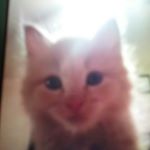 Profile Picture of liberty annabelle king (@libertybacon909) on Instagram