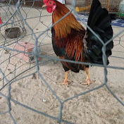 Profile Picture of Hien Lu (@hienlu1580) on Youtube