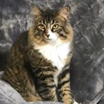 Profile Picture of Baylee Wilson Imbody Randazzo (@bayleelovessparrow14) on Instagram