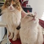 Elisabeth Hofstetter - Facebook Profile Picture of Elisabeth Hofstetter (@elisabeth.hofstetter.98) on Facebook