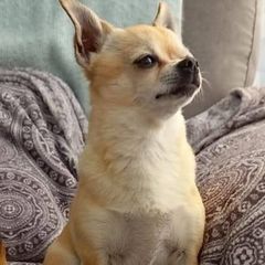 Profile Picture of robmcmeekin (@robmcmeekin) on Tiktok