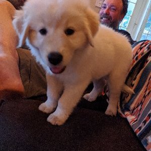 Profile Picture of Dawn Carroll (@DawniePow) on Twitter