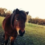 Profile Picture of Patche,Flicka,Fjossi und Donna (@wild_horses1101) on Instagram