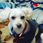 trx...joshua new account - Instagram Profile Picture of trx...joshua new account (@joshuagang_milliefan2009) on Instagram