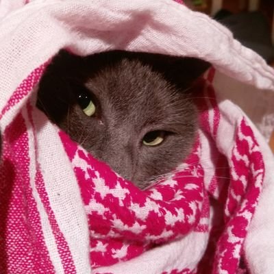 Profile Picture of Chase The Grey Cat (@ChaseTheGreyCa2) on Twitter