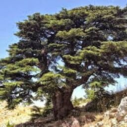 Ghazi Mahmoud - Twitter Profile Picture of Ghazi Mahmoud (@GhaziMahmoud4) on Twitter