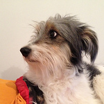 Profile Picture of Claudia Latorre Zepeda (@claudialatorrezepeda) on Flickr