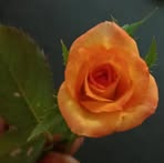 Profile Picture of Rokeya Begum (@Rokeya-Begum) on Facebook