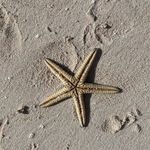 Profile Picture of Roxanne Arnold Cornelius (@rock_sand_1988) on Instagram