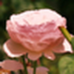 Profile Picture of Linda Rogers Hopper (@little lulu4) on Flickr