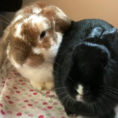 Profile Picture of Whispy 🌈Marbles 🍌Denver 🍎 (@whispybunny) on Twitter