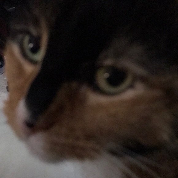 Profile Picture of Katie Okimura (@katie9442) on Poshmark