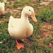 Profile Picture of Heather Chase (@DMSelena) on Youtube