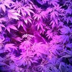 Profile Picture of Brian Garling (@garlingbrian) on Instagram