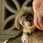 Profile Picture of Dominic Buscemi (@crazylion1999) on Instagram