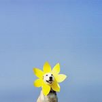 Profile Picture of 小花荒慌管黃發鳥土豆生伸 (@__294francis) on Instagram