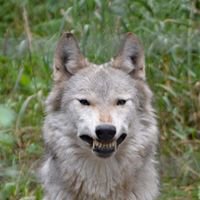 John Robertshaw - Twitter Profile Picture of John Robertshaw (@JARIII33) on Twitter