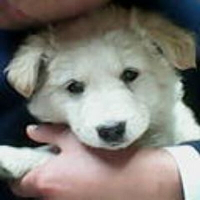 Profile Picture of Rodolfo Granados (@RufoSteven) on Twitter