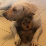 Profile Picture of Joe'l Prochaska Sanfilippo (@joel.sanfilippo) on Instagram