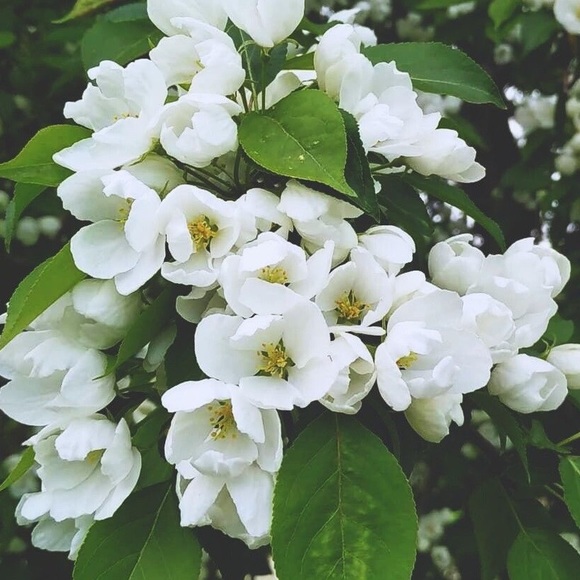 Adriana Trautman - Poshmark Profile Picture of Adriana Trautman (@aandizzy) on Poshmark