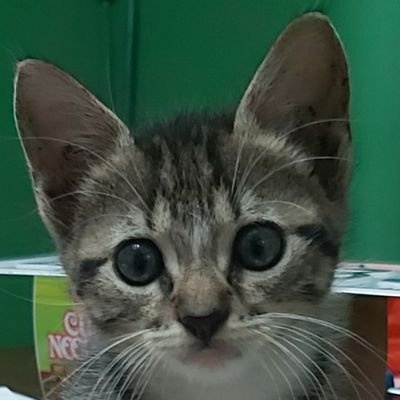 Profile Picture of Williams alexander alfaro morales (@William20162426) on Twitter