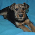 Alice Vom Eulenberg - Facebook Profile Picture of Alice Vom Eulenberg (@alice.vomeulenberg) on Facebook