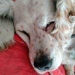 Profile Picture of Daniel Damian (@danieldamian17) on Instagram