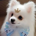 Profile Picture of Pet Zonick (@petzonick) on Instagram