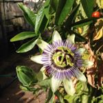 Heather Schofield - Instagram Profile Picture of Heather Schofield (@hmsschofield) on Instagram